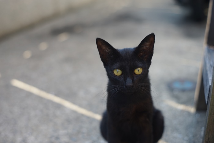 【夢占い】黒猫は幸せの使者？！黒猫が出る夢の意味をチェックしよう