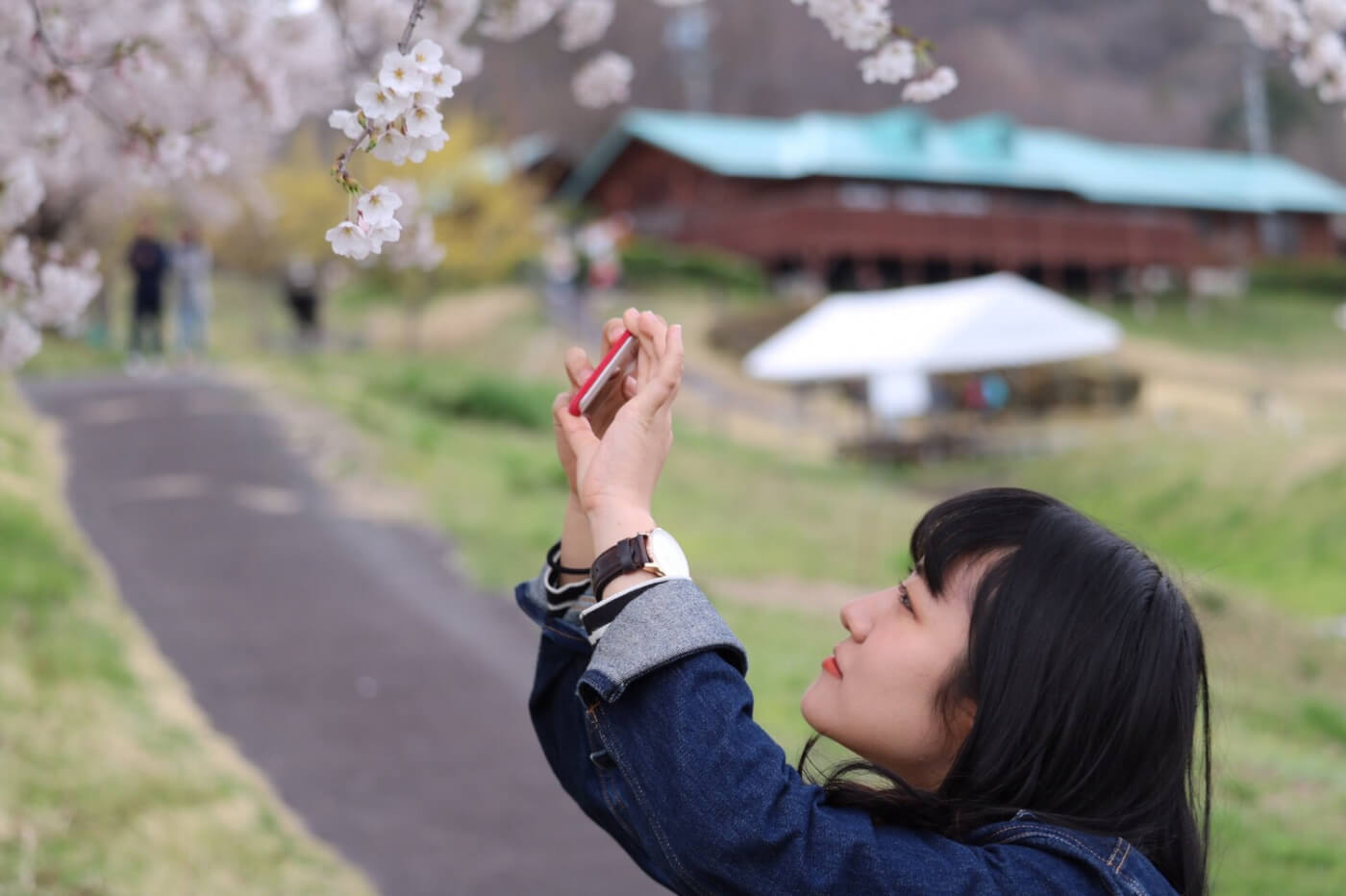 スマホで桜の写真を撮る女性