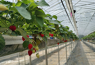 fukushimaichigo_flatfarm