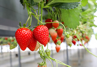 fukushimaichigo_nexusfarm